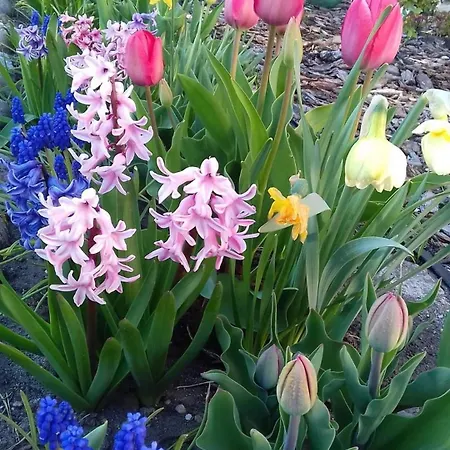 Sielanka Wydmy I Smoldzinski Las