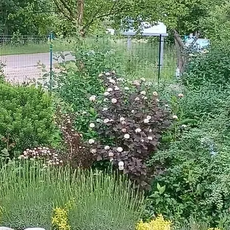 Apartament Sielanka Wydmy I