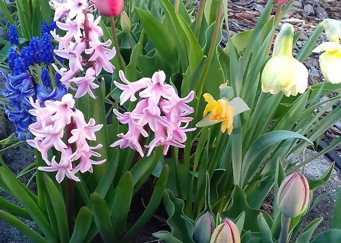 Sielanka Wydmy I Smoldzinski Las